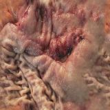Filename=flesh002.jpg
Filesize=51KB
Dimensions=512x512
Date added=Aug 19, 2008 flesh002.jpg