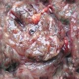 flesh028.jpg