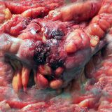flesh059.jpg