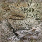 cave026.jpg