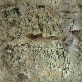 cave030.jpg