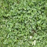 Filename=herbe_11.jpg
Filesize=108KB
Dimensions=512x512
Date added=Aug 19, 2008 herbe_11.jpg