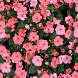 nature063.jpg